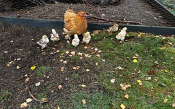 Chickens poultry for sale: Hybrid pekin bantam hen WITH 6 unsexed chicks  - Image 1