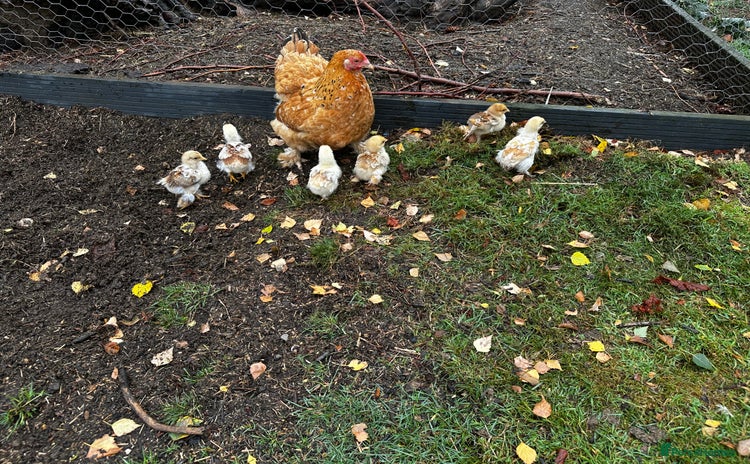 Chickens poultry - Advert 2