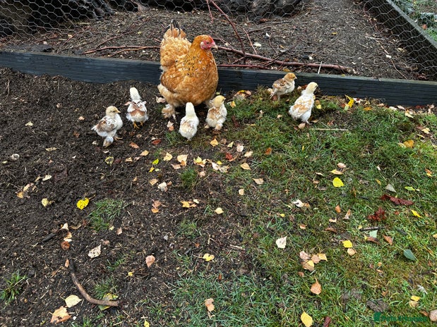 Chickens poultry - Advert 13