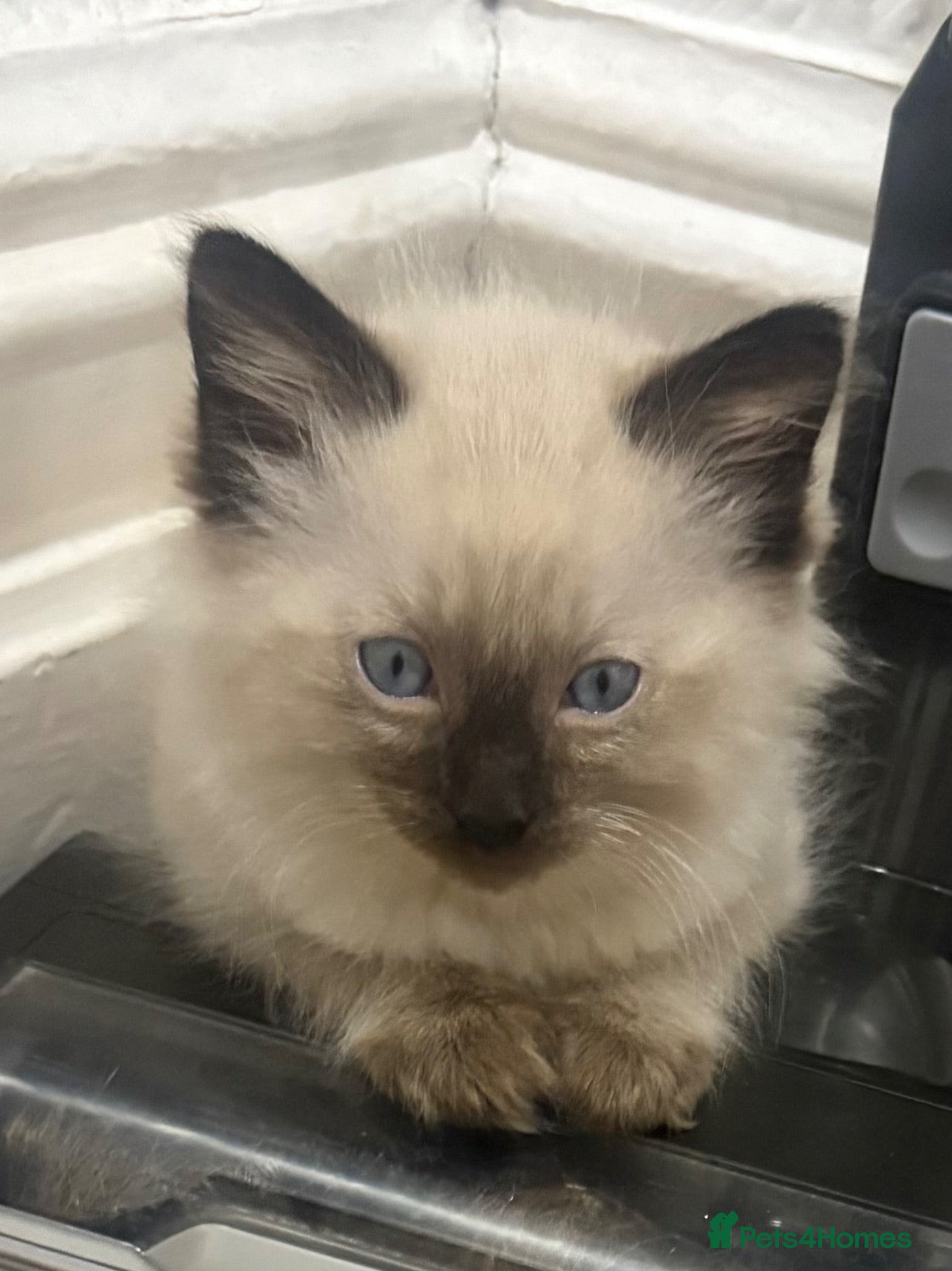 Ragdoll cats Ready now last 3 Stunning pedigree ragdolls  - Advert 2