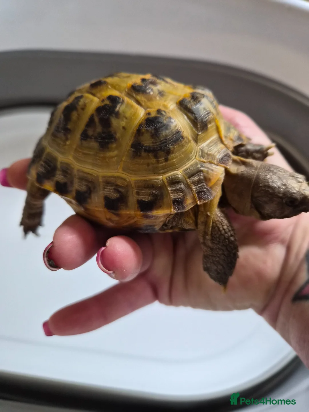Tortoise reptiles for sale: Horsefield Tortoises  - Advert 2