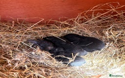 Vienna rabbits for sale: baby bunnies ready early sep - Image 1