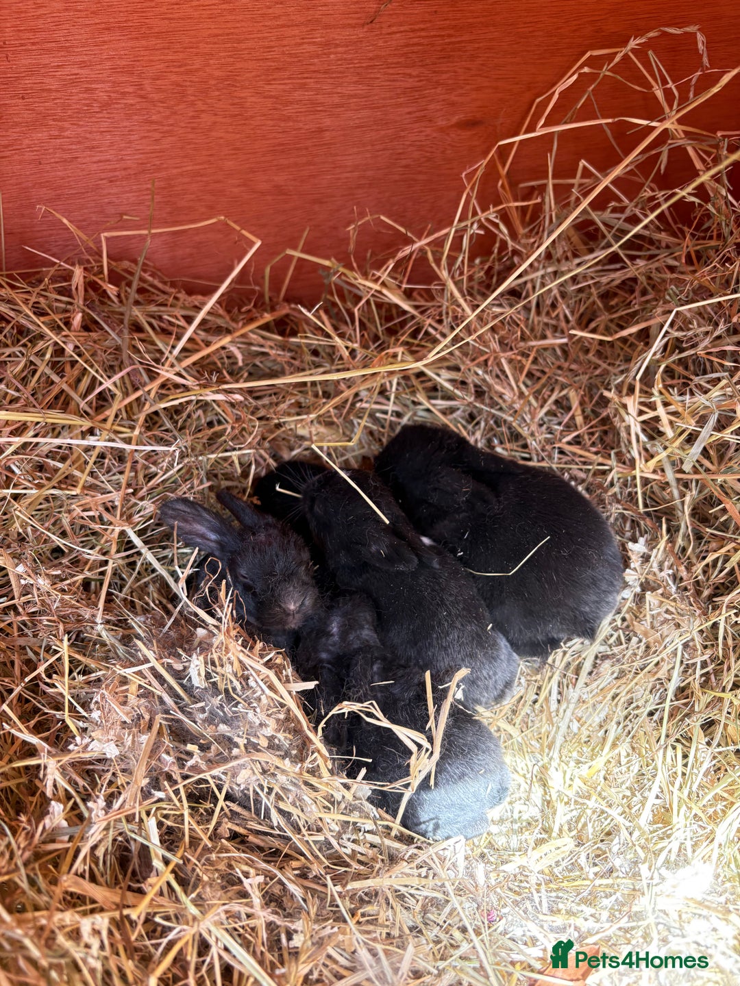 Vienna rabbits for sale: baby bunnies ready early sep - Image 1