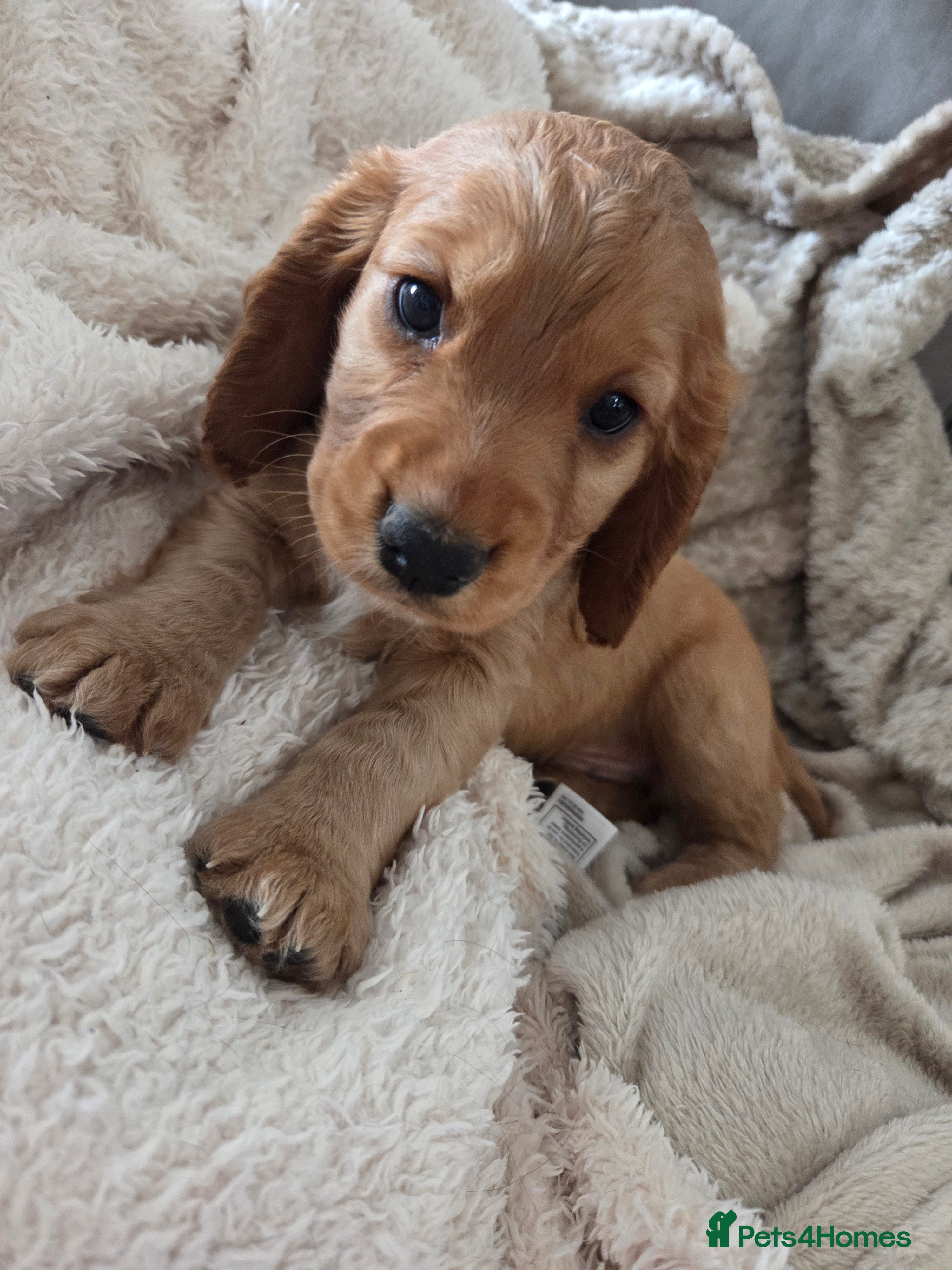 Cocker Spaniel dogs Working Cocker Spaniel puppies - Advert 15