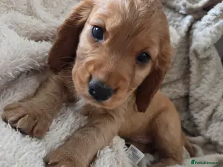 Cocker Spaniel dogs Working Cocker Spaniel puppies - Advert 15