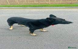 German Shepherd dogs for sale: 🐾 Trained German Shepherd “Cuba”Loving Family Dog - Image 8