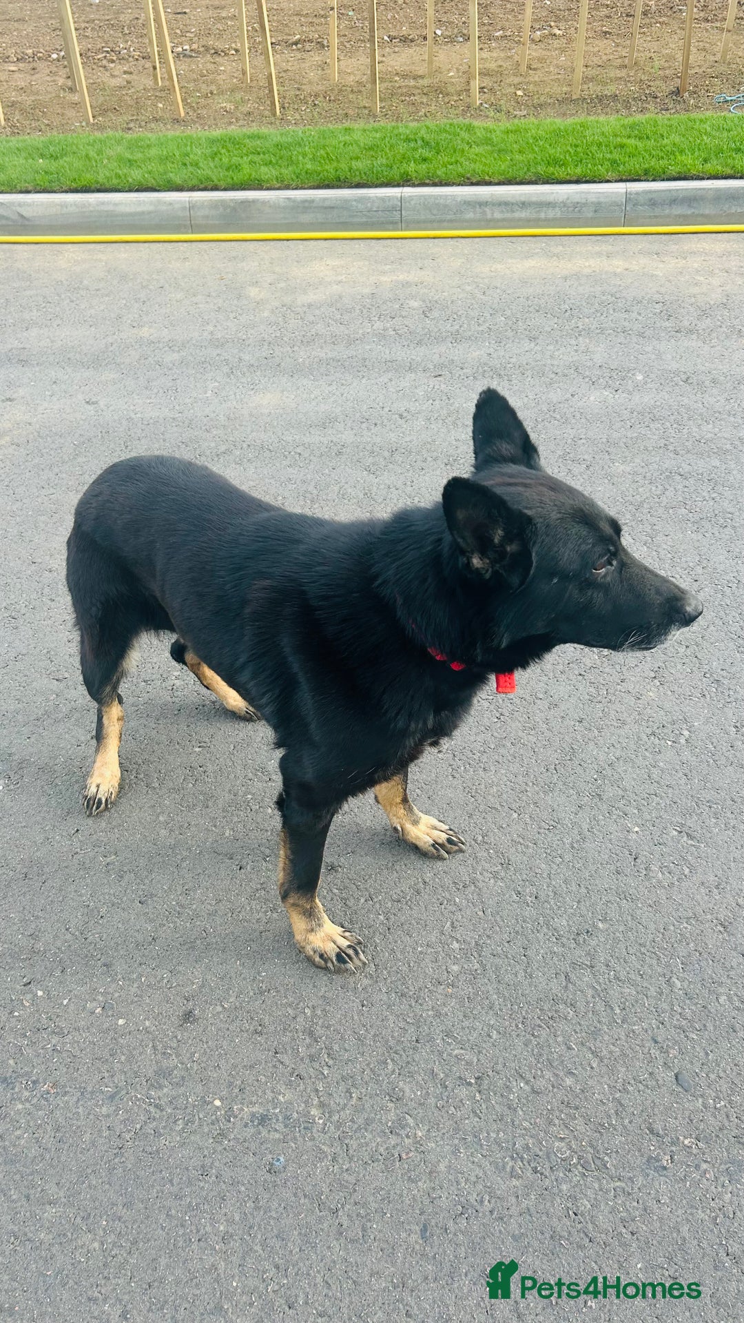German Shepherd dogs for sale: 🐾 Trained German Shepherd “Cuba”Loving Family Dog - Image 8