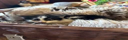 Mixed Breed cats for sale: Beautiful kittens for sale  - Advert 9
