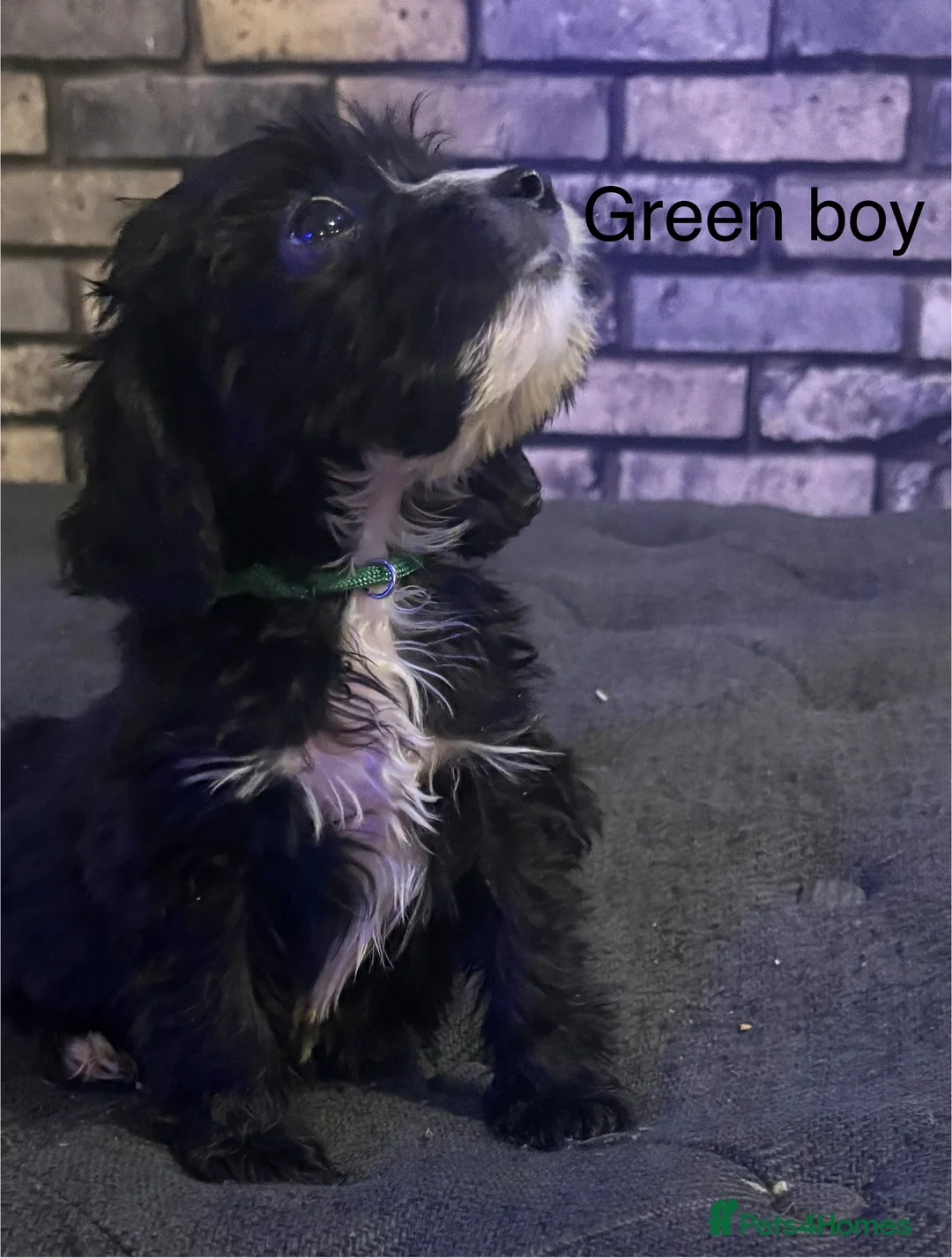 Cockapoo dogs for sale: Beautiful cockapoo puppies  - Advert 5