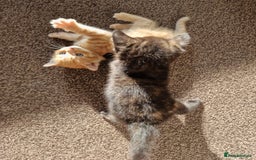 European cats for sale: 4 adorable healthy kittens - Image 4