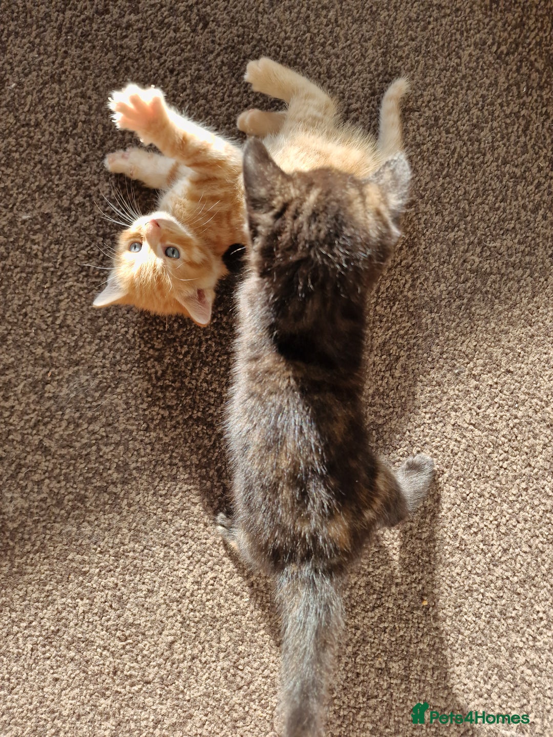 European cats for sale: 4 adorable healthy kittens - Image 4