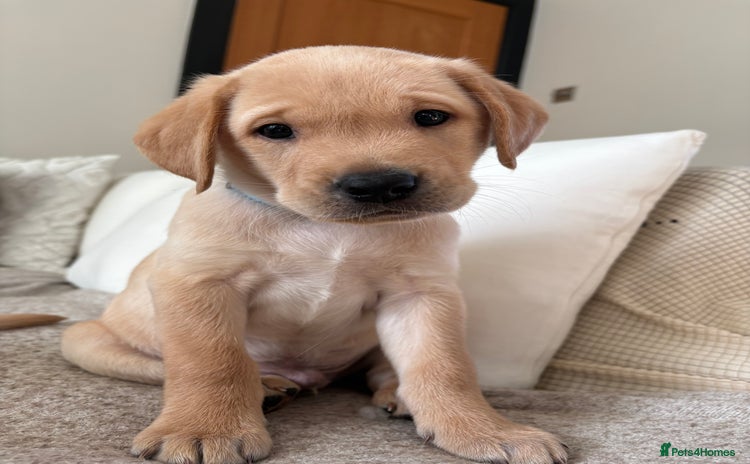 Labrador Retriever dogs - Advert 13