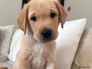 Labrador Retriever dogs - Advert 7