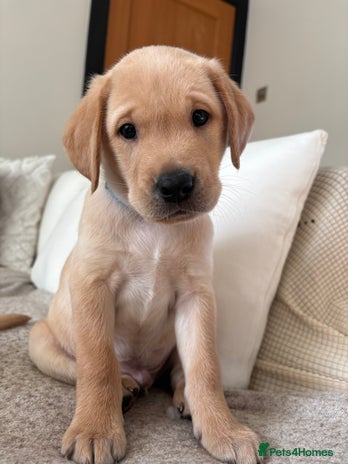 Labrador Retriever dogs - Advert 13