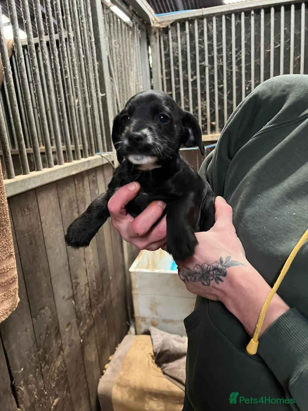 Mixed Breed dogs for sale: Cocker x Terrier puppies - Advert 4