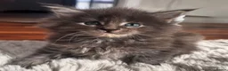 Maine Coon cats for sale: Maine Coon Kittens 🖤 Aberdeen, Scotland  - Advert 12