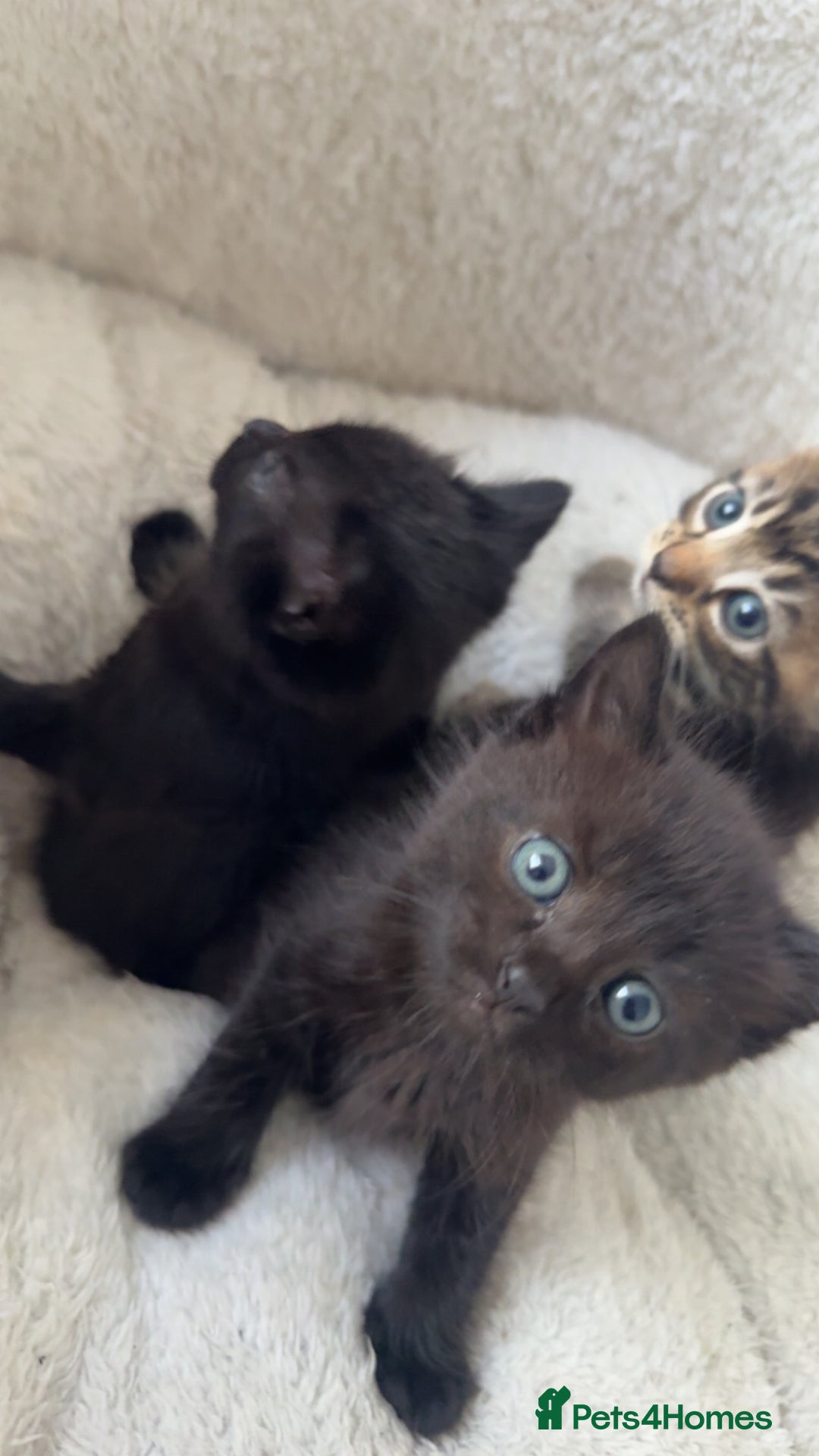 British Longhair cats for sale: Adorable Kittens Looking for Loving Homes - Image 1