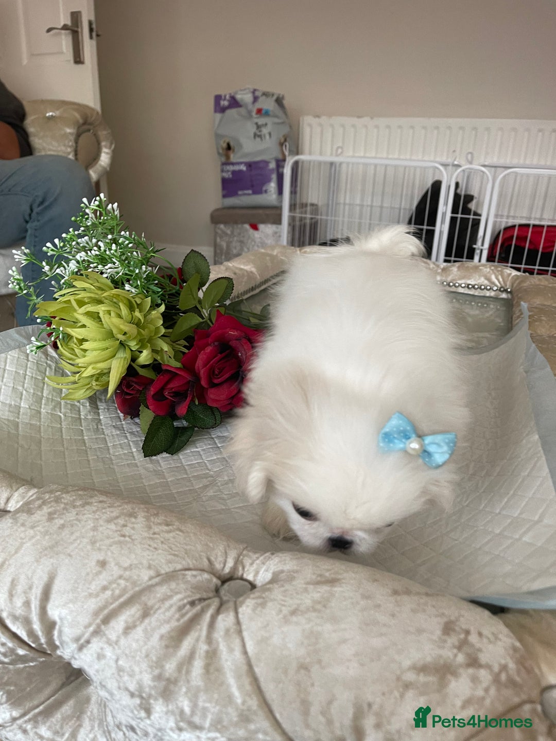 Pekingese dogs for sale: Top Quality Pekingese puppies  in Rugby - Image 23