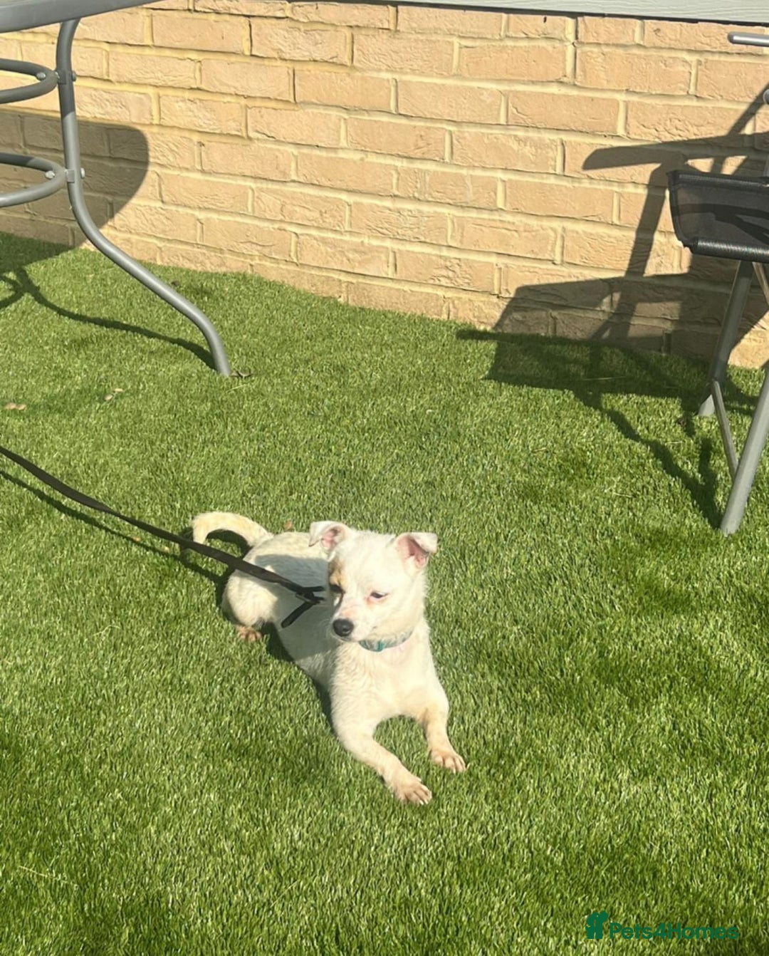 Mixed Breed dogs for sale: Chihuahua x Jack Russell  in Sevenoaks - Image 2