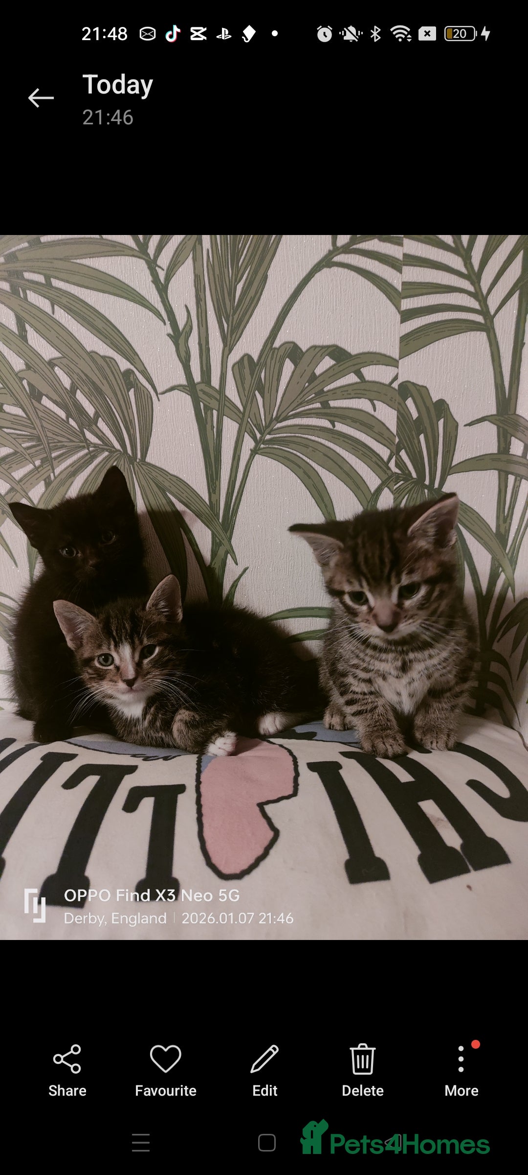 Mixed Breed cats for sale: Three kittens available  - Advert 6