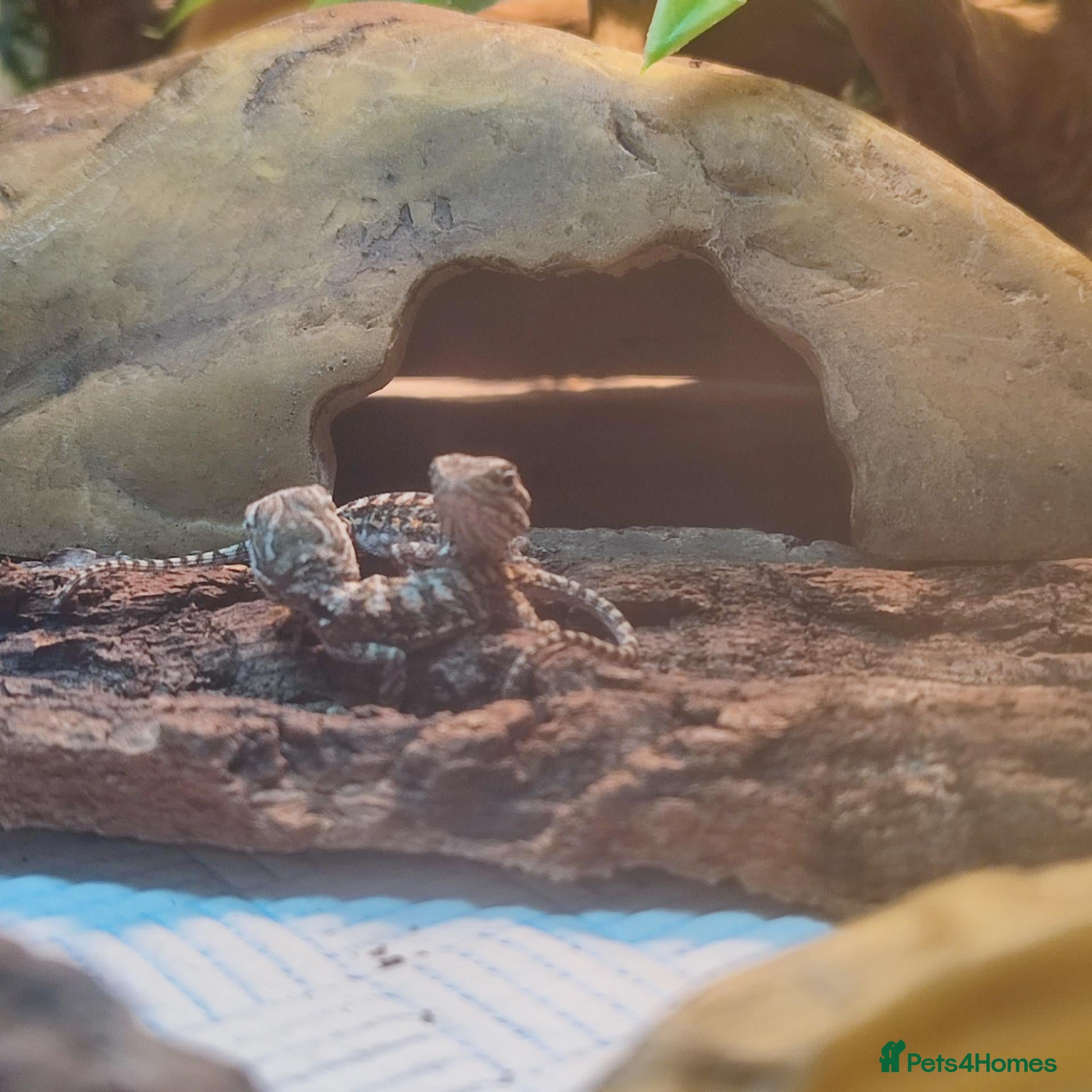 Dragon reptiles Baby Rankins dragons  - Advert 7