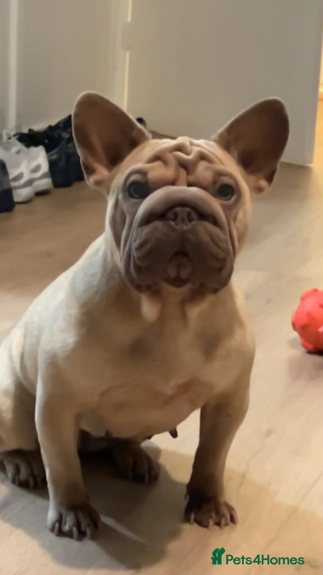 French Bulldog dogs for sale: French bulldog - Advert 2