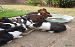 Dutch rabbits for sale: 1 Belgian Hare, 3 Dutch Rabbit - Image 3