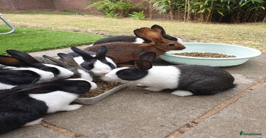 Dutch rabbits - Advert 2