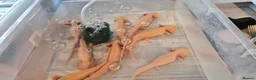 Axolotl reptiles for sale: Free Axolotls  - Advert 4