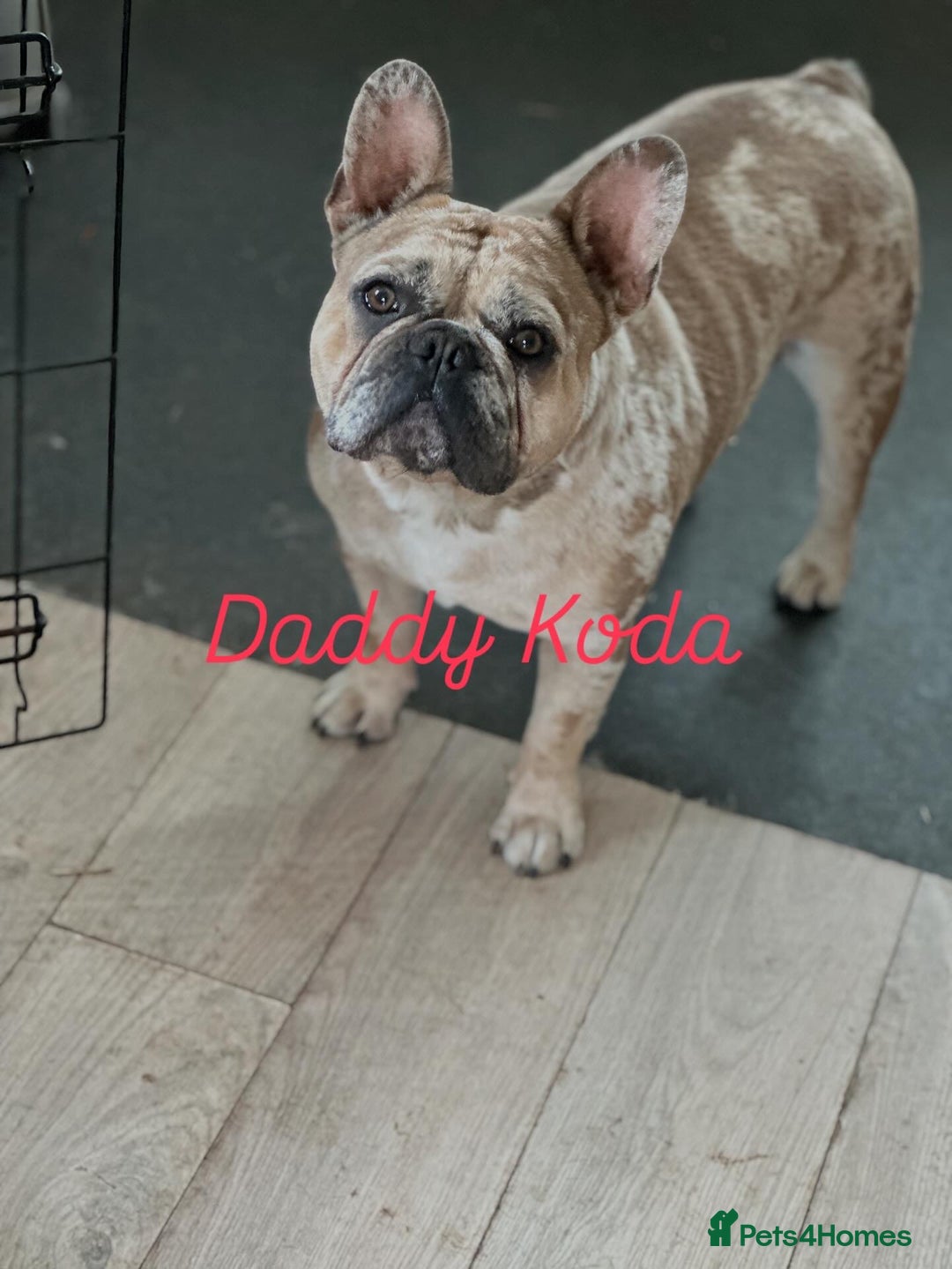 French Bulldog dogs for sale: 5 Beautiful French Bulldog Puppies  - Image 15