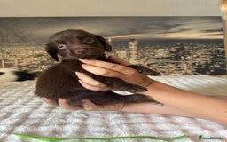 Springador dogs for sale: Chocolate Springador Puppies – Ready Soon! 🐾 - Image 10