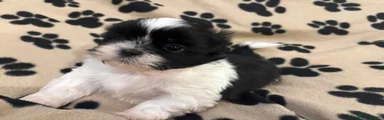Shih Tzu Boy 1 