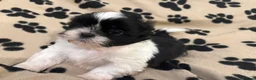 Shih Tzu dogs for sale: Beautiful Home reared Shih Tzu Puppies - Advert 12