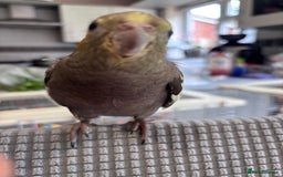 Cockatiels birds for sale: 2 months old baby cockatiel!❤️🦜 - Image 4
