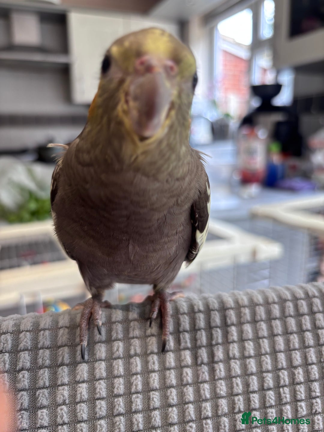 Cockatiels birds for sale: 2 months old baby cockatiel!❤️🦜 - Image 4