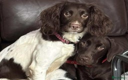 Springador dogs for sale: Chocolate Springador Puppies – Ready Soon! 🐾 - Image 2