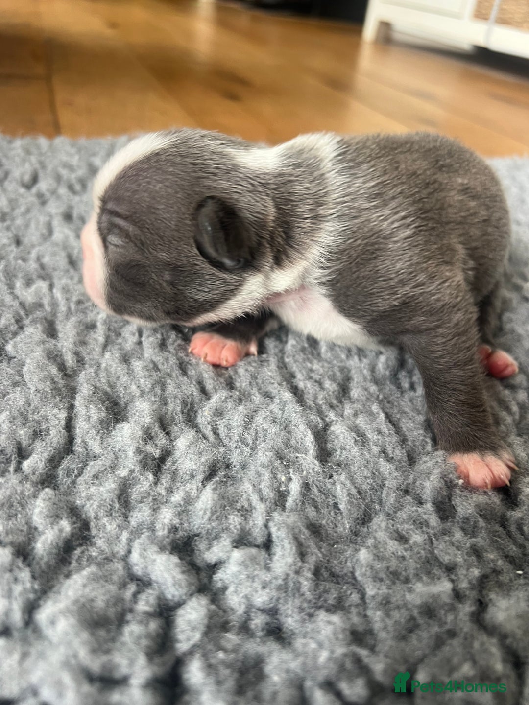 Boston Terrier dogs for sale: Boston terrier puppies - Image 12