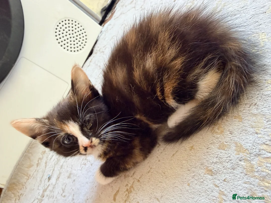 Mixed Breed cats for sale: Two Gorgeous Tortoiseshell girl kittens - Advert 17