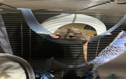 Rat rodents for sale: Rehoming my rats  - Image 1