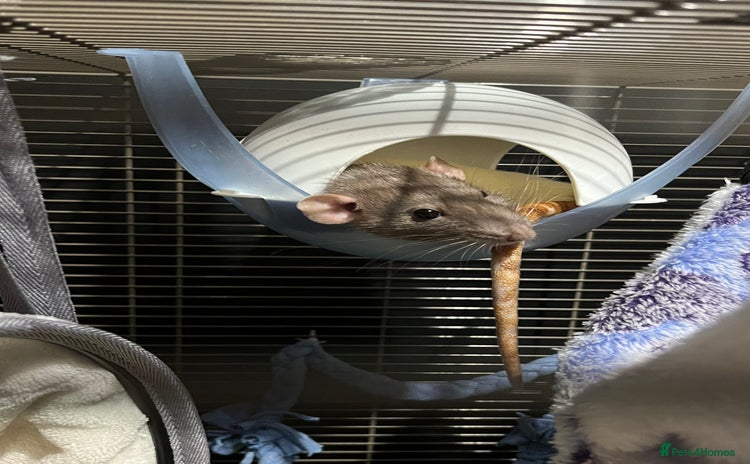 Rat rodents - Advert 1