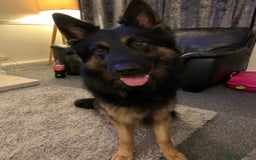 German Shepherd dogs for stud: Axle for stud - Image 3