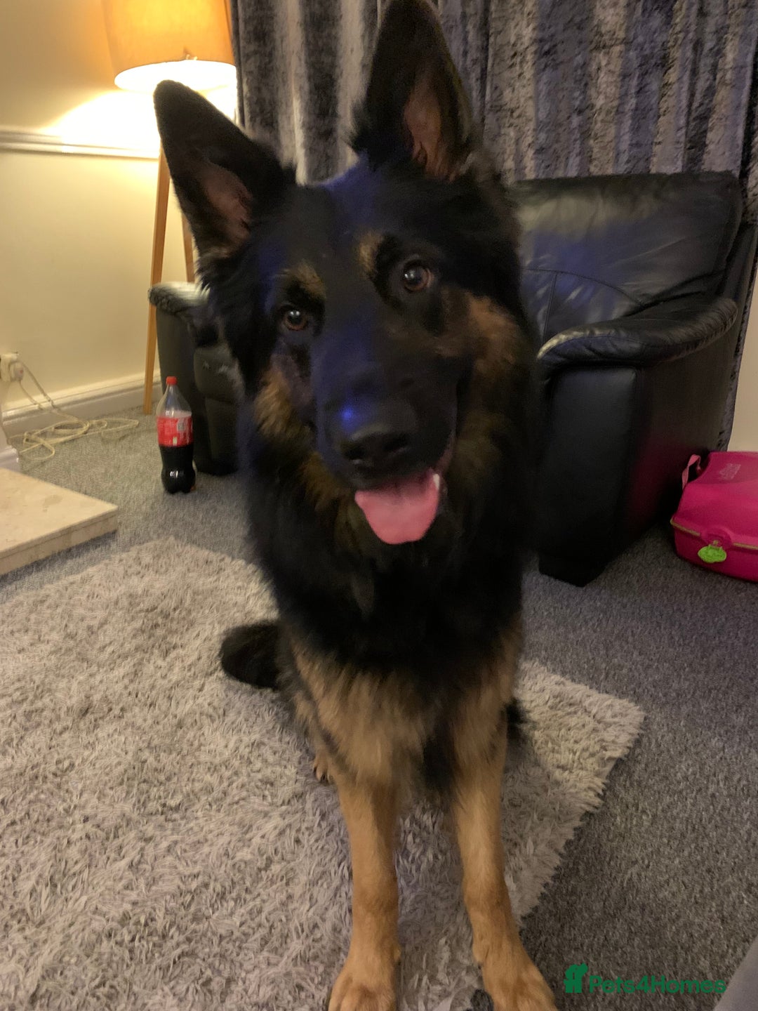 German Shepherd dogs for stud: Axle for stud - Image 3