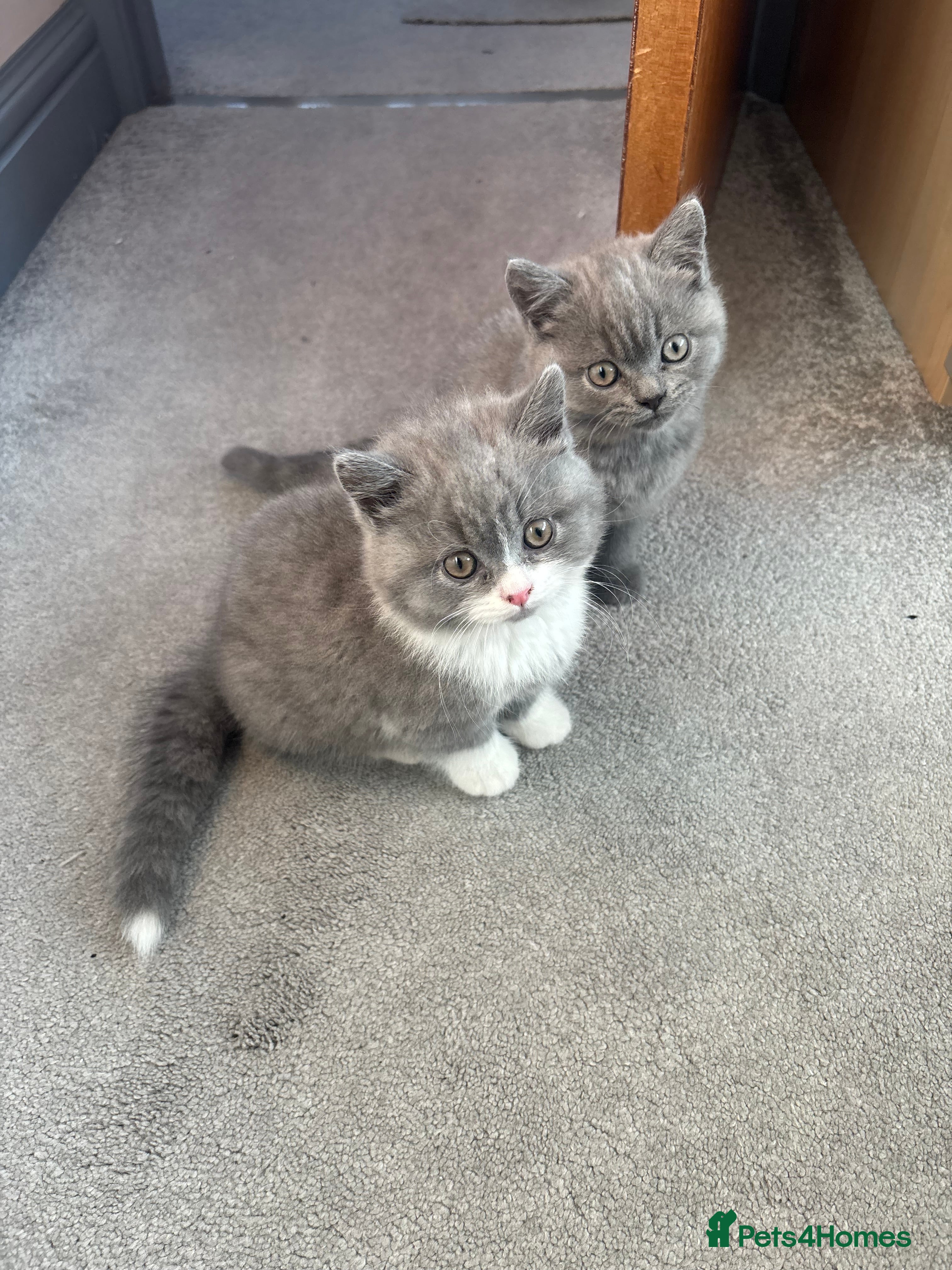 British Shorthair cats 2 Pure Breed British Shorthairs - Advert 1