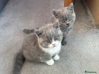 British Shorthair cats 2 Pure Breed British Shorthairs - Advert 1