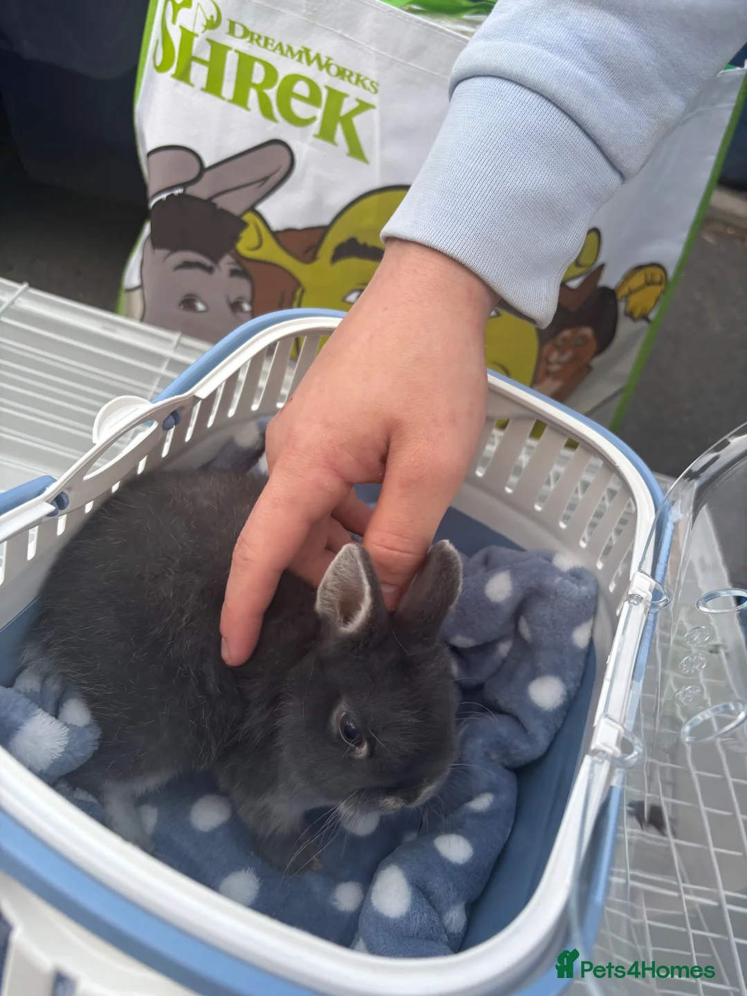 Netherland Dwarf rabbits for sale: PLEASE READ😢💔 in Newcastle upon Tyne - Advert 2