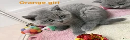 British Shorthair cats for sale: 💕🏅🏅CHAMP BLOOD BRITISH SHORT HAIR KITTENS🏅🏅💕 in Wakefield - Advert 19