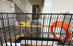 Lovebirds birds for sale: Parrots lovebirds  - Image 3