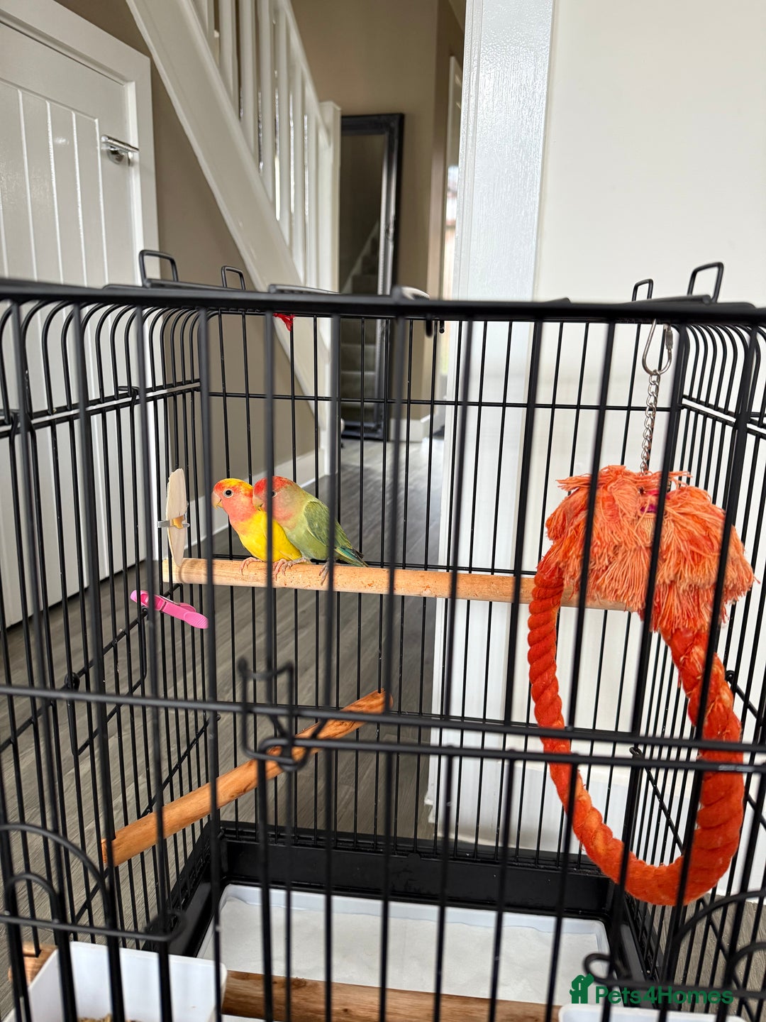 Lovebirds birds for sale: Parrots lovebirds  - Image 3