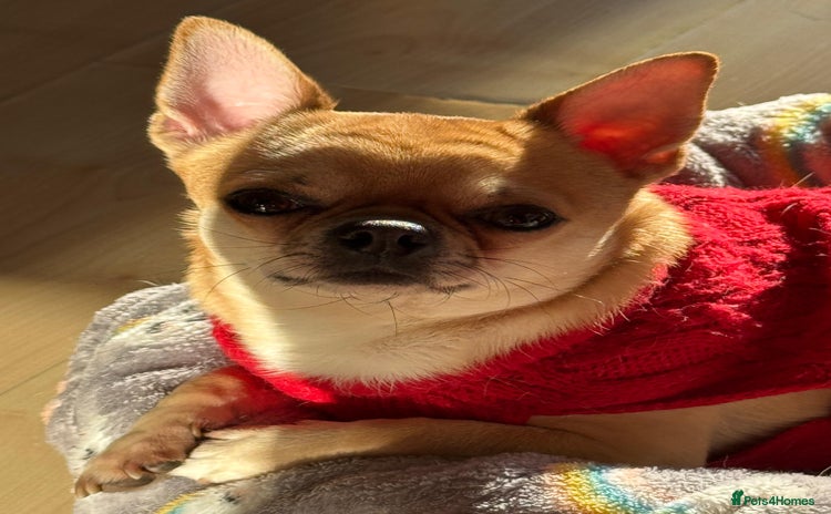 Chihuahua dogs - Advert 1