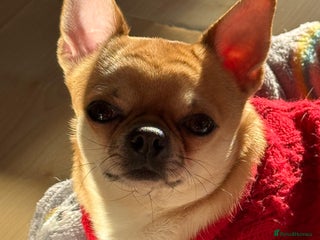 Chihuahua dogs - Advert 22